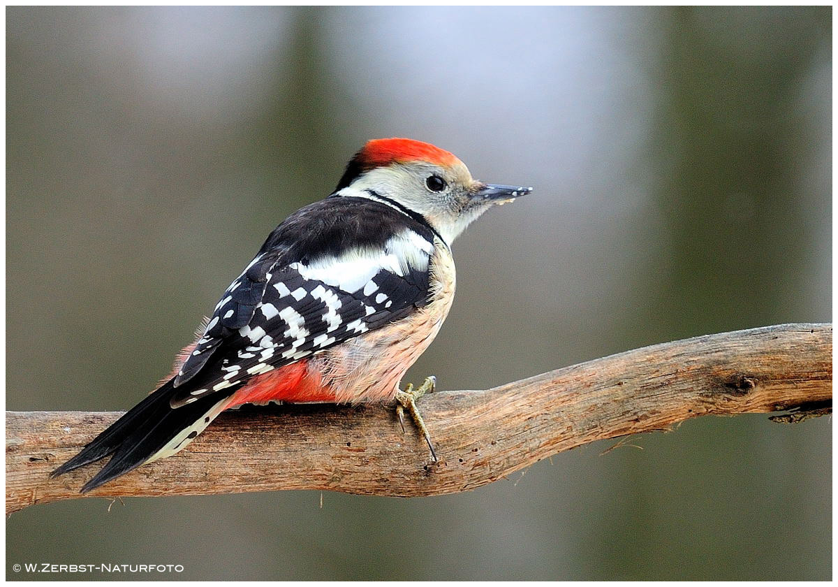 --- Mittelspecht --- ( Dendrocopos medius )