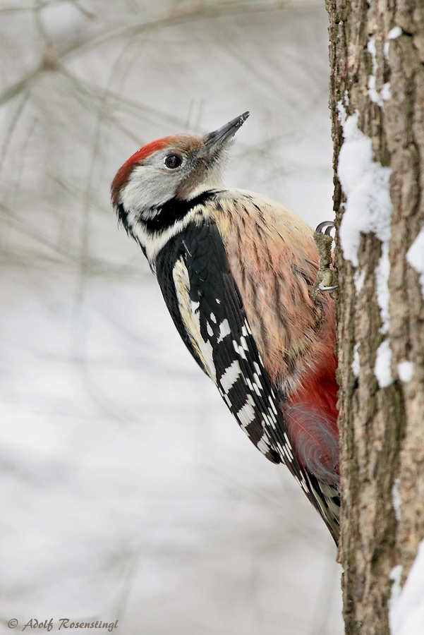 Mittelspecht (Dendrocopos medius)..