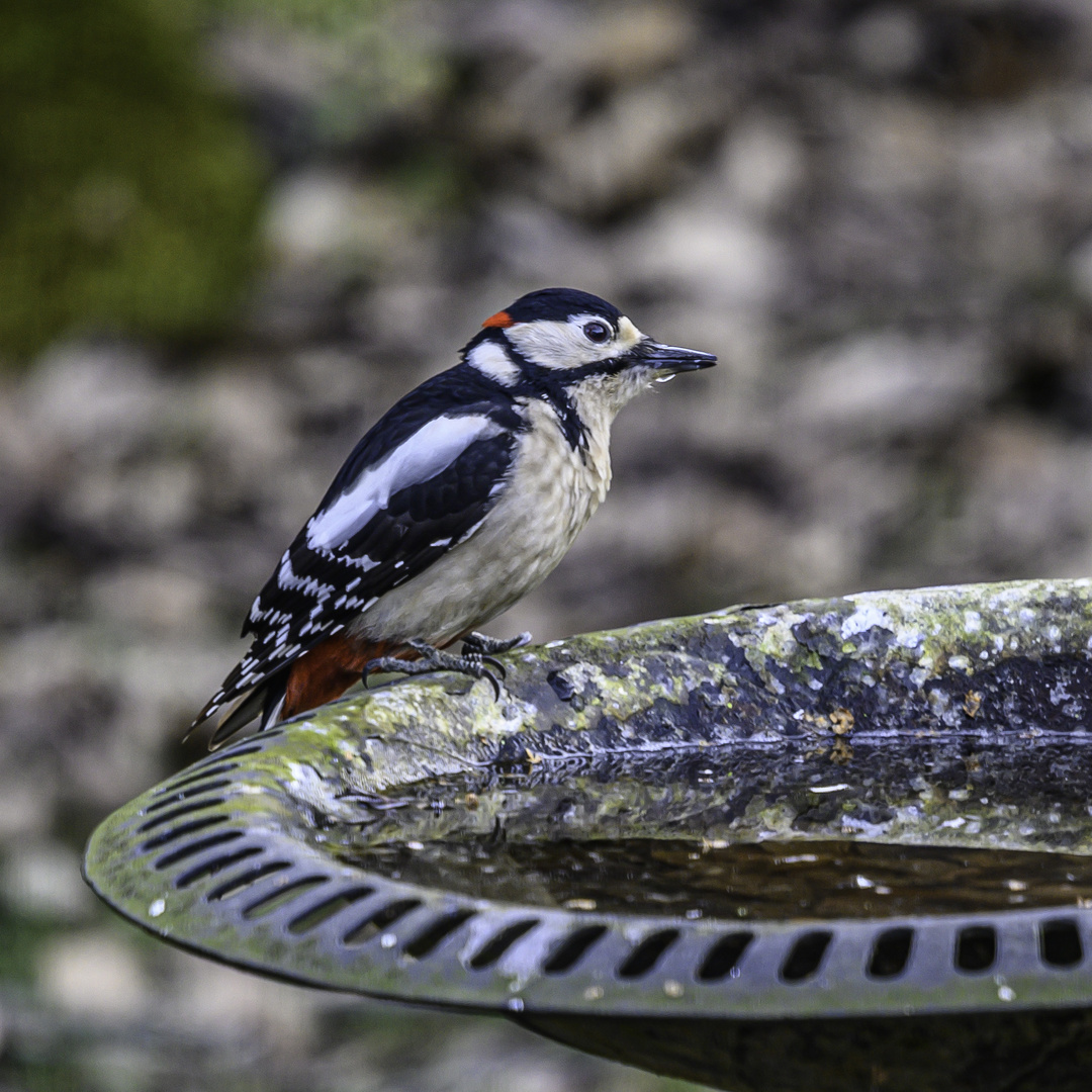 Mittelspecht (Dendrocopos medius)