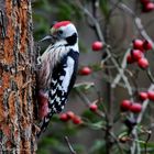  - MITTELSPECHT - (Dendrocopos medius )