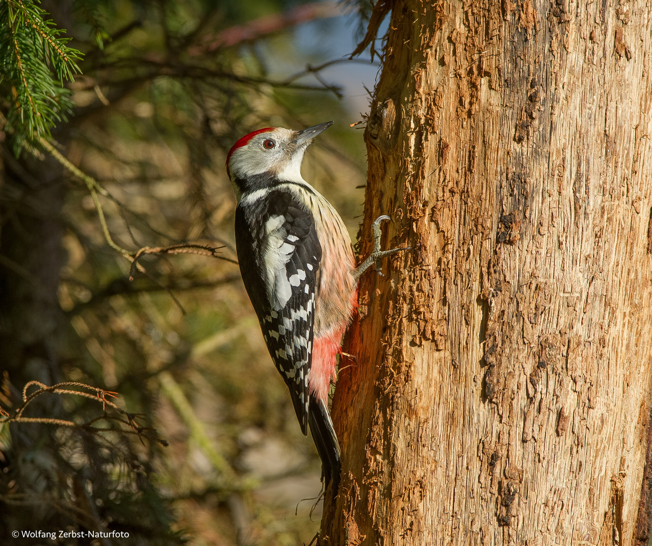 - Mittelspecht -  ( Dendrocopos medius)