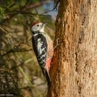 - Mittelspecht -  ( Dendrocopos medius)