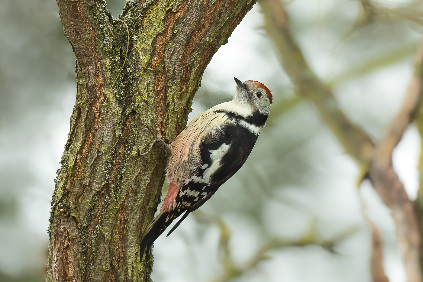 Mittelspecht (Dendrocopos medius)