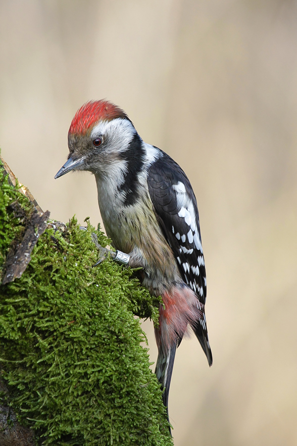 Mittelspecht (Dendrocopos medius)