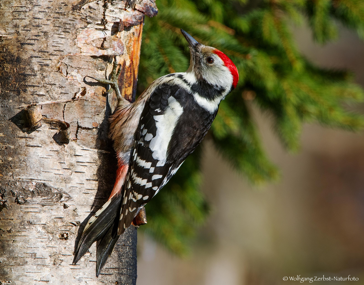   - Mittelspecht -  ( Dendrocopos medius )