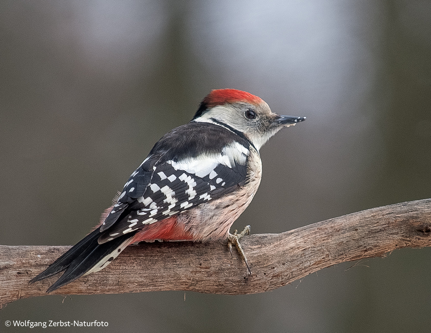 - Mittelspecht -( Dendrocopos medius )