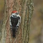 Mittelspecht (Dendrocopos medius) von oben