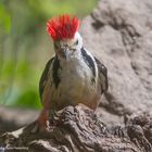 - Mittelspecht -   "Haare " stehen ihm zu Berge -