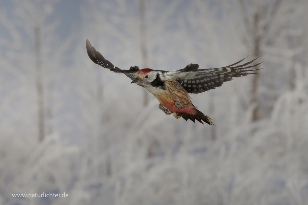 Mittelspecht im Flug