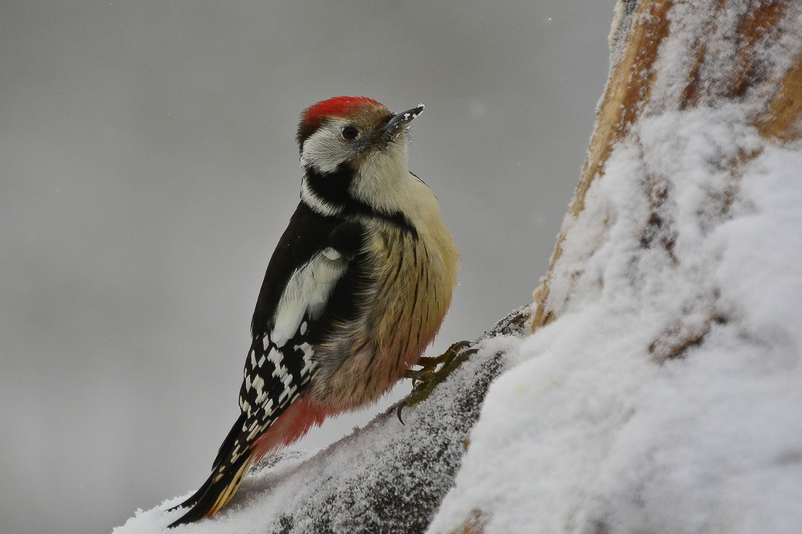 Mittelspecht im Winterwald