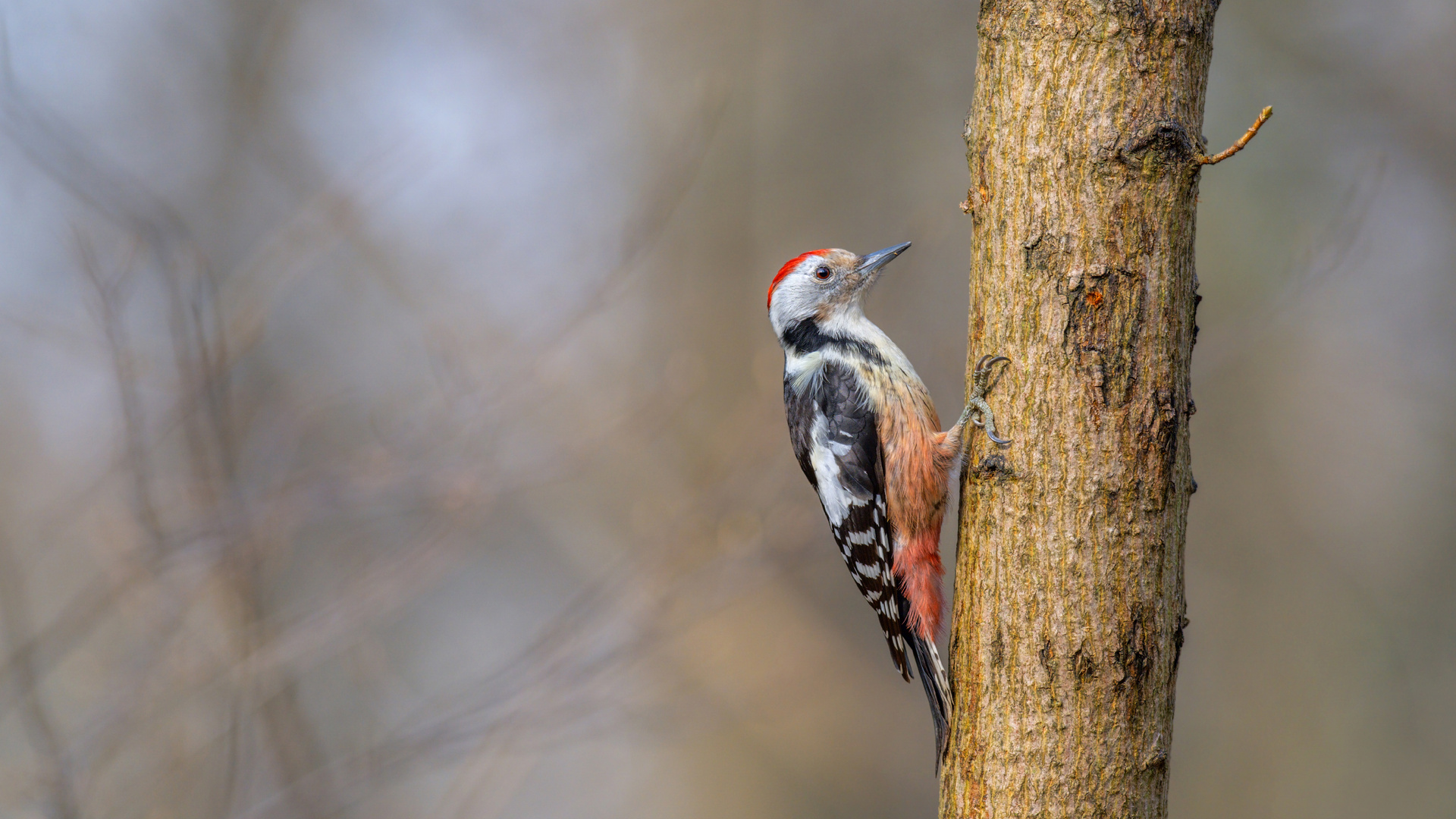 Mittelspecht (Leiopicus medius)