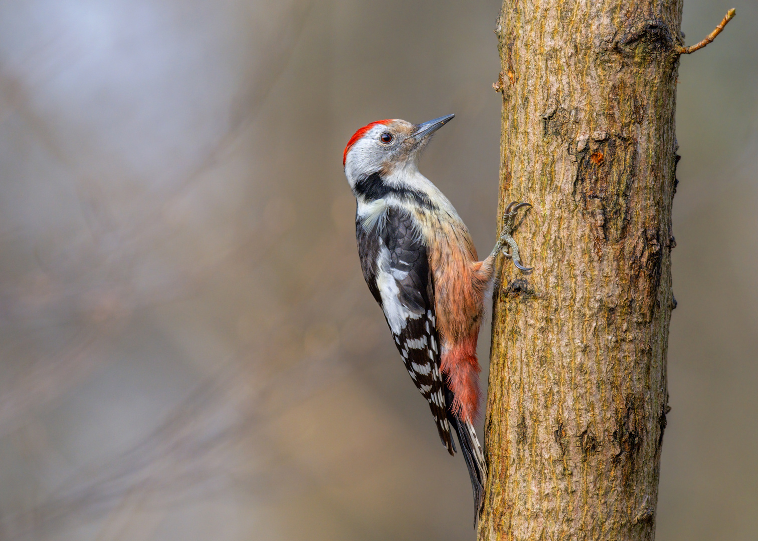 Mittelspecht (Leiopicus medius)