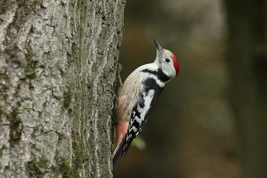 Mittelspecht (Leiopicus medius)