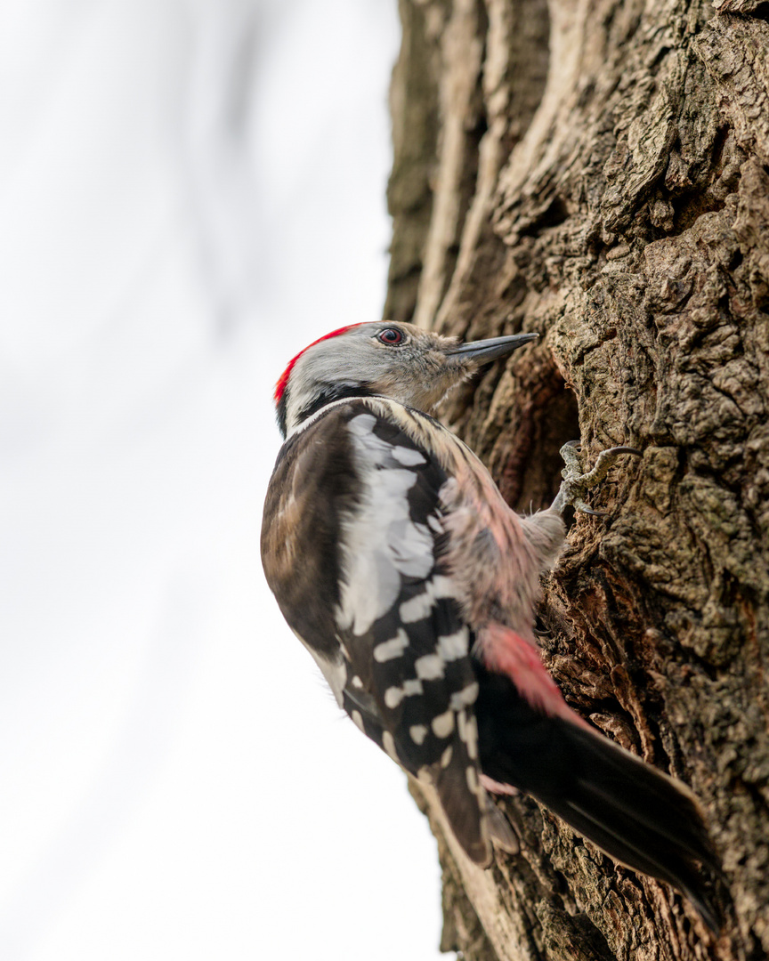 Mittelspecht (Leiopicus medius)