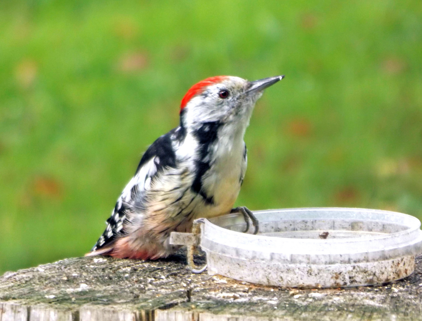  Mittelspecht (Leiopicus medius)