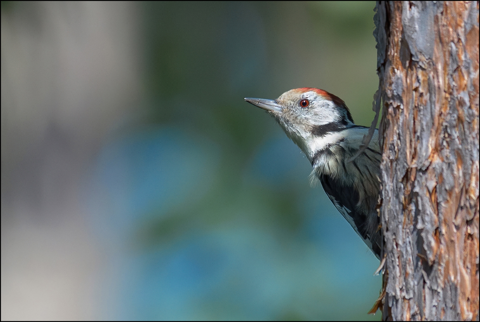 Mittelspecht ( Leiopicus medius )