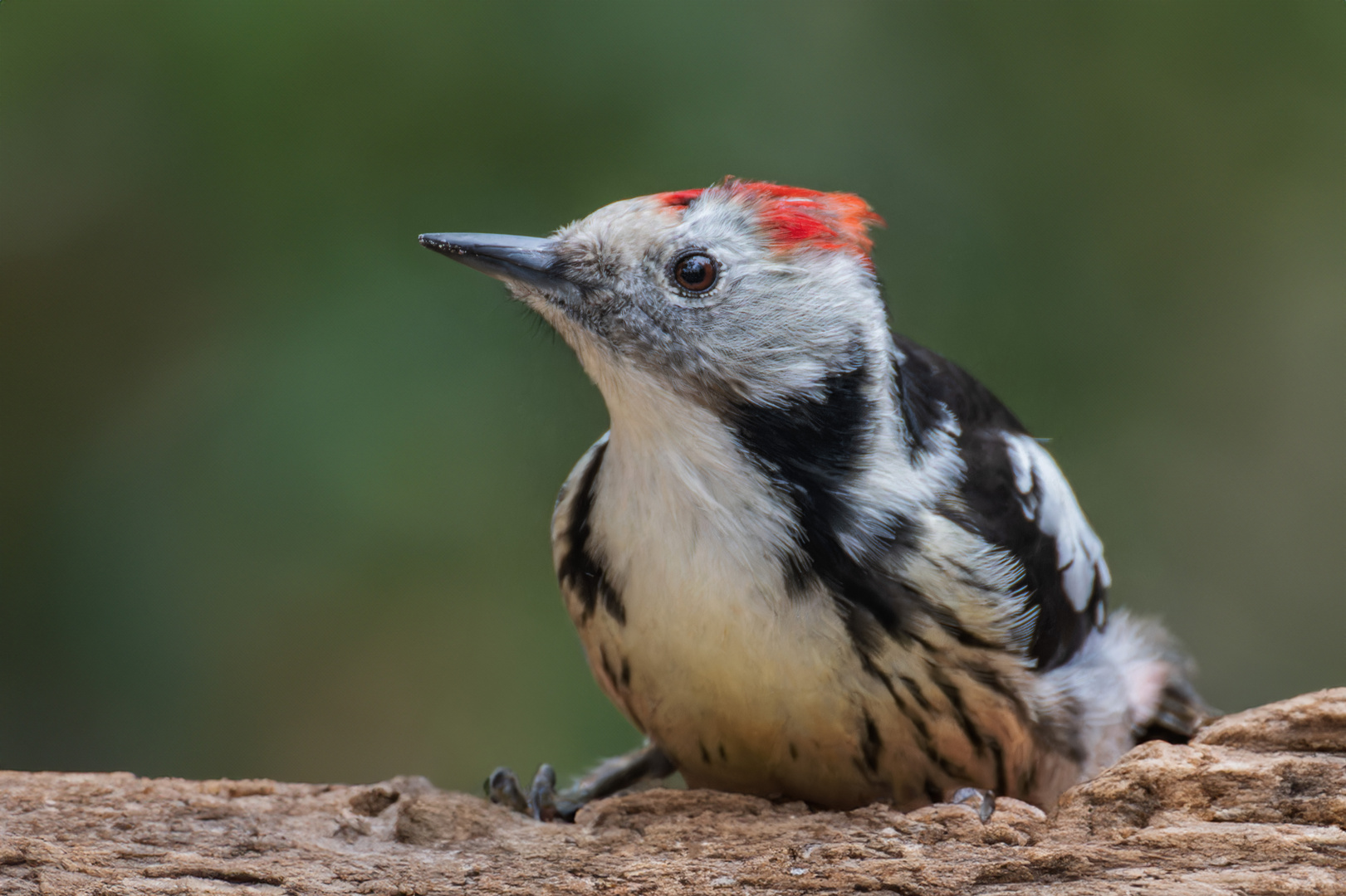  Mittelspecht (Leiopicus medius)                 