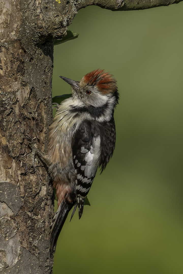 Mittelspecht (Leiopicus medius)