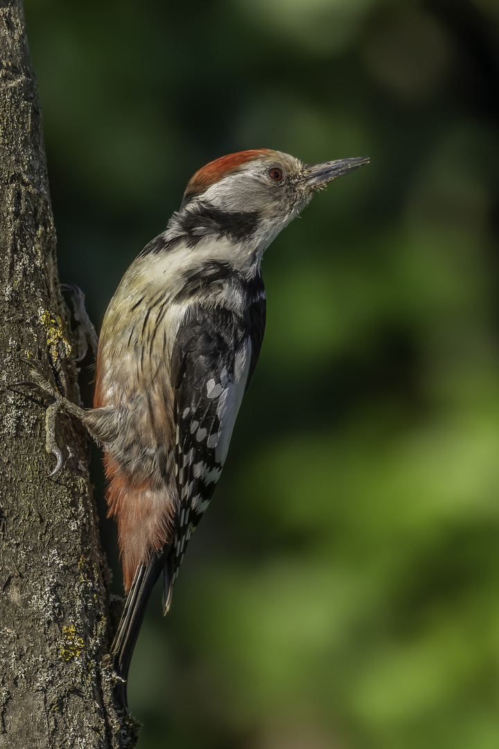 Mittelspecht (Leiopicus medius)