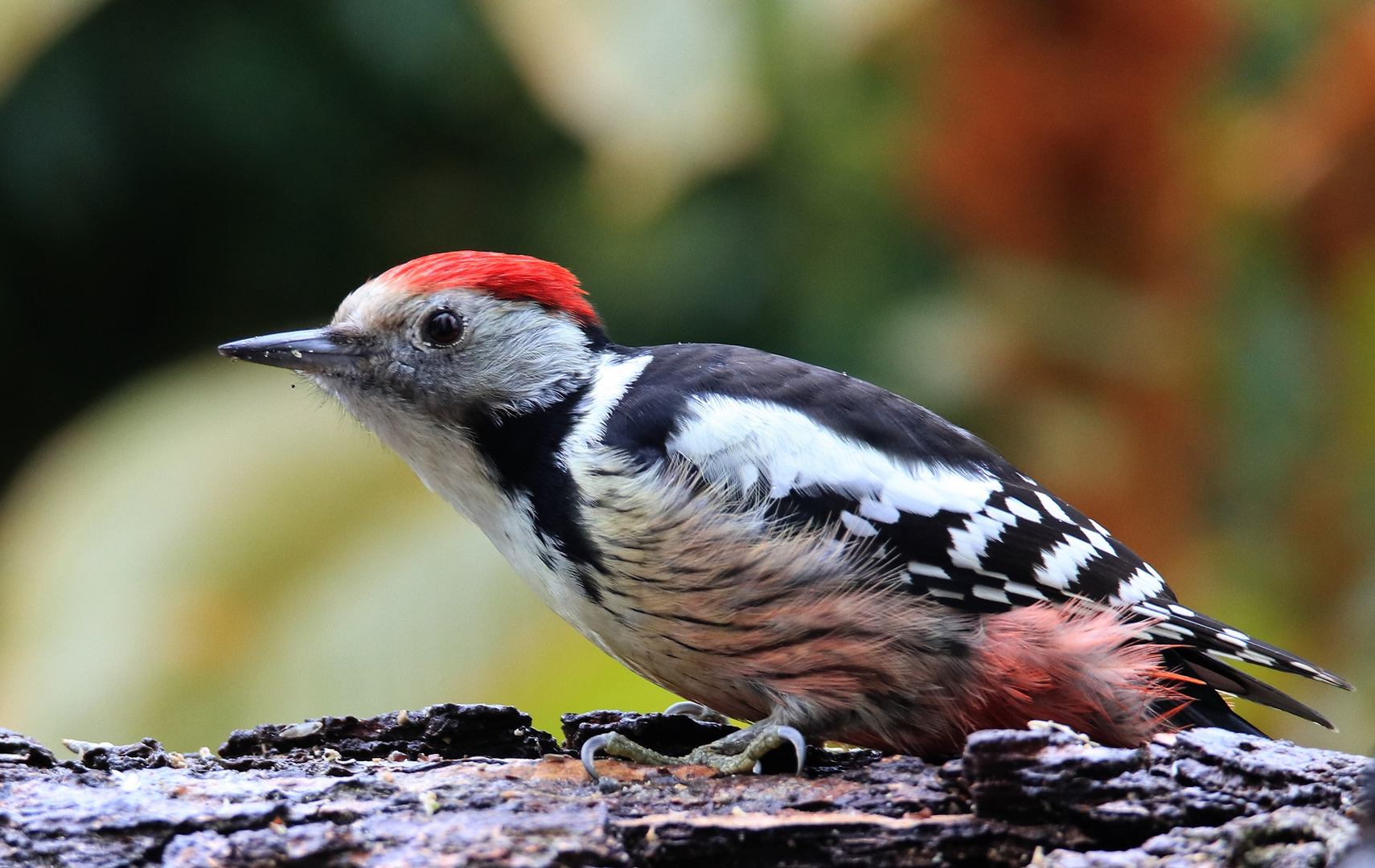 Mittelspecht (Leiopicus medius)