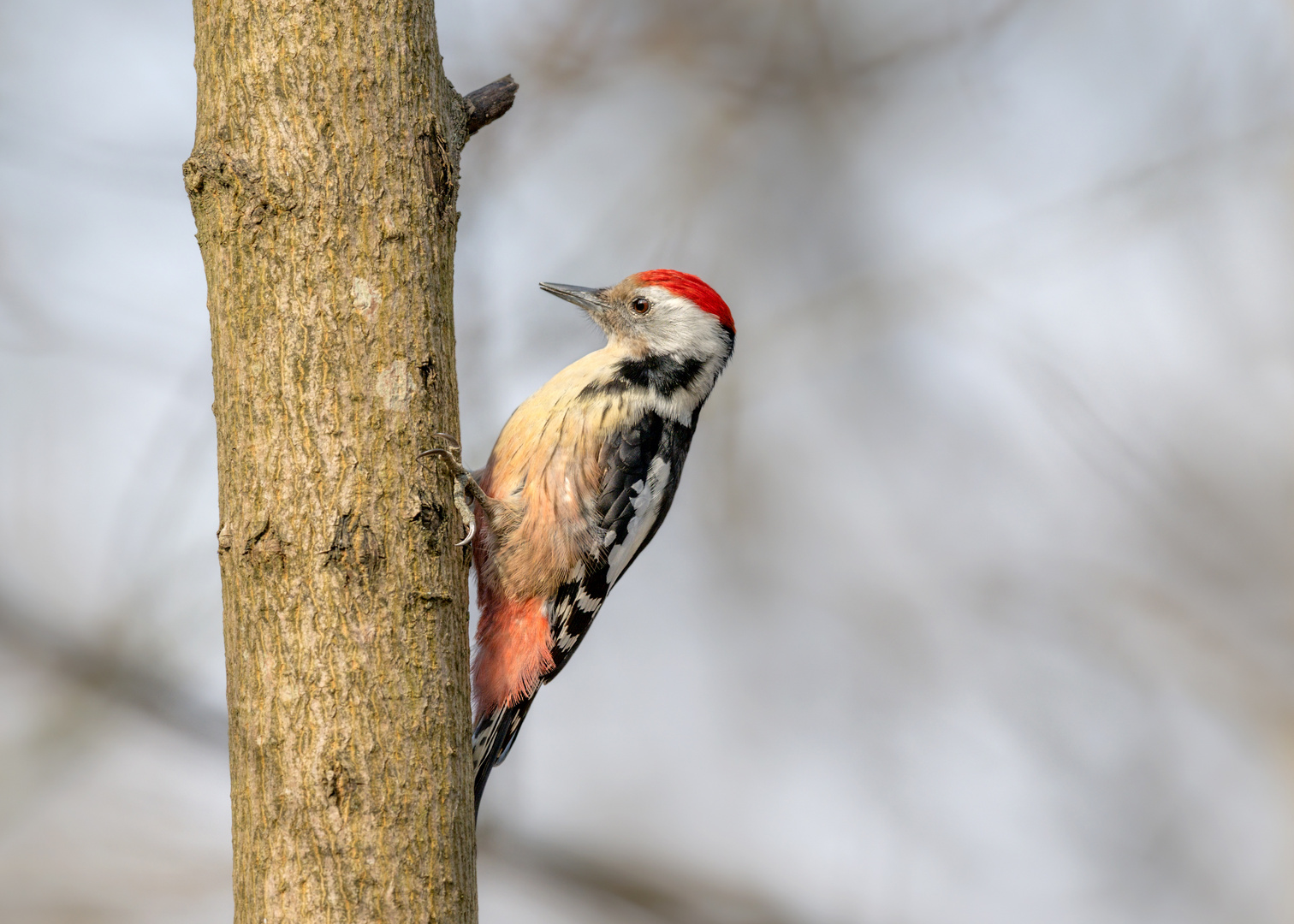 Mittelspecht (Leiopicus medius)