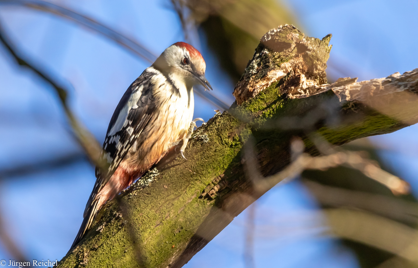 Mittelspecht ( Leiopicus medius )