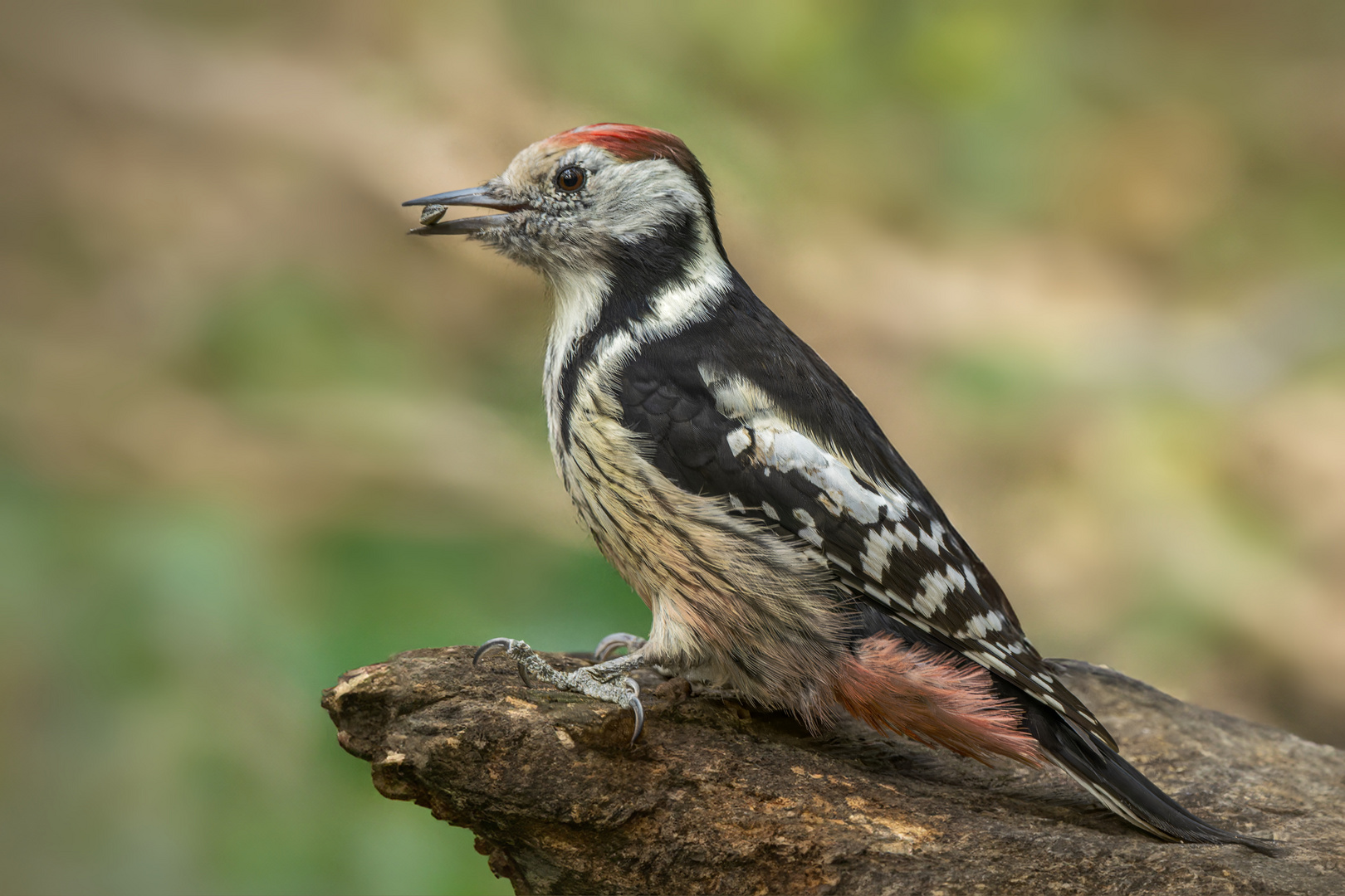 Mittelspecht  (Leiopicus medius) 