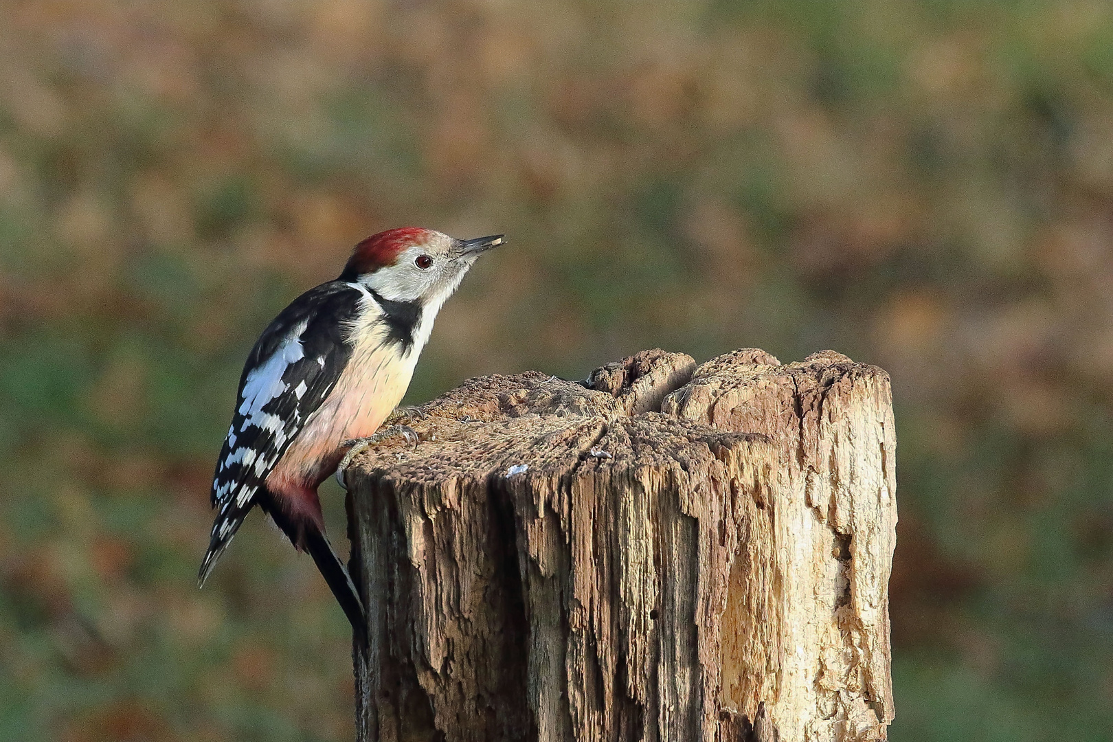 Mittelspecht (Leiopicus medius) 