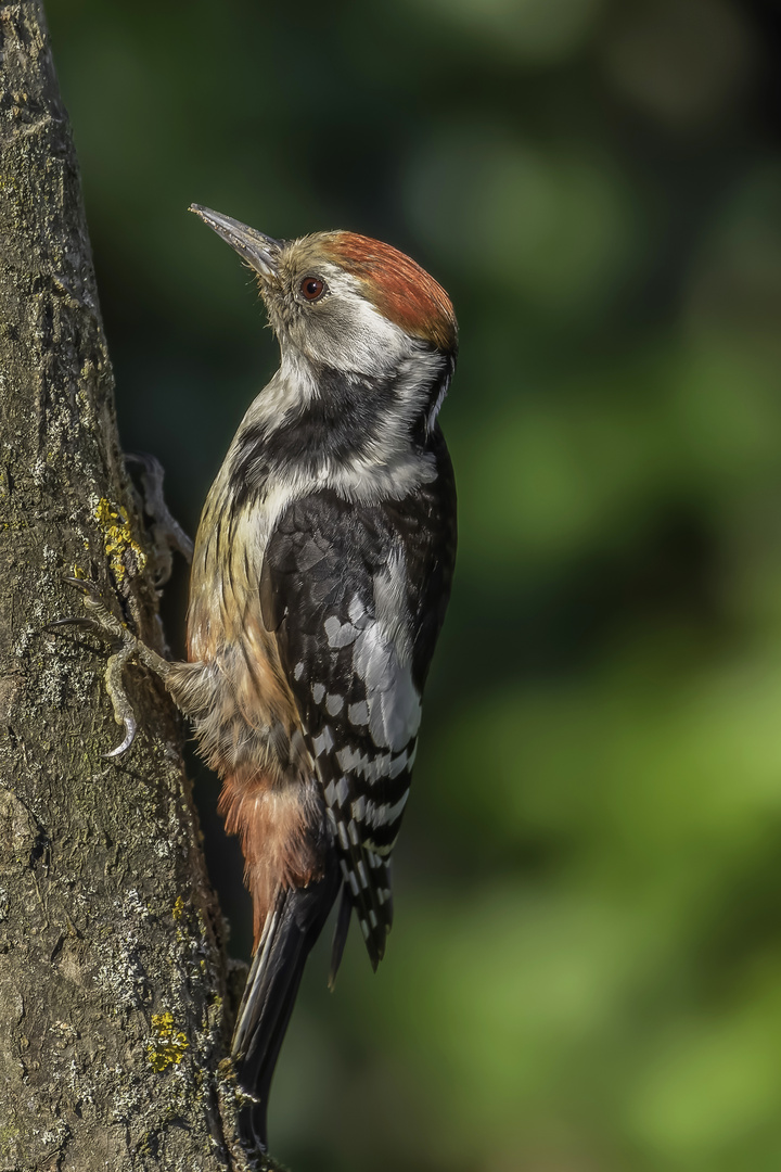 Mittelspecht (Leiopicus medius)