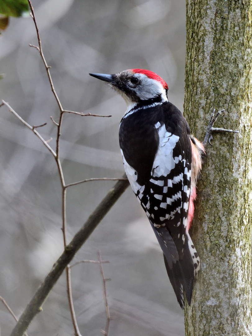 Mittelspecht (Leiopicus medius), Middle spotted woodpecker, pico mediano