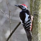 Mittelspecht (Leiopicus medius), Middle spotted woodpecker, pico mediano