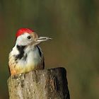 Mittelspecht (Leiopicus medius) - Sonnenblumenkern gefunden