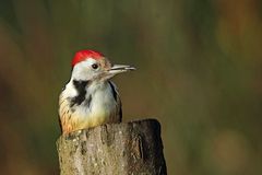 Mittelspecht (Leiopicus medius) - Sonnenblumenkern gefunden