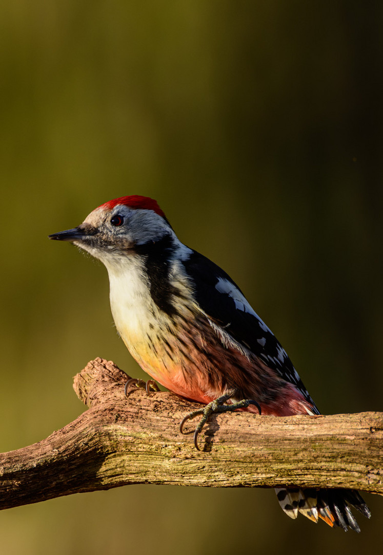 Mittelspecht - Picoides medius