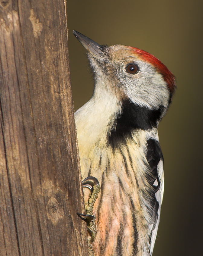 Mittelspecht Portrait