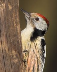 Mittelspecht Portrait