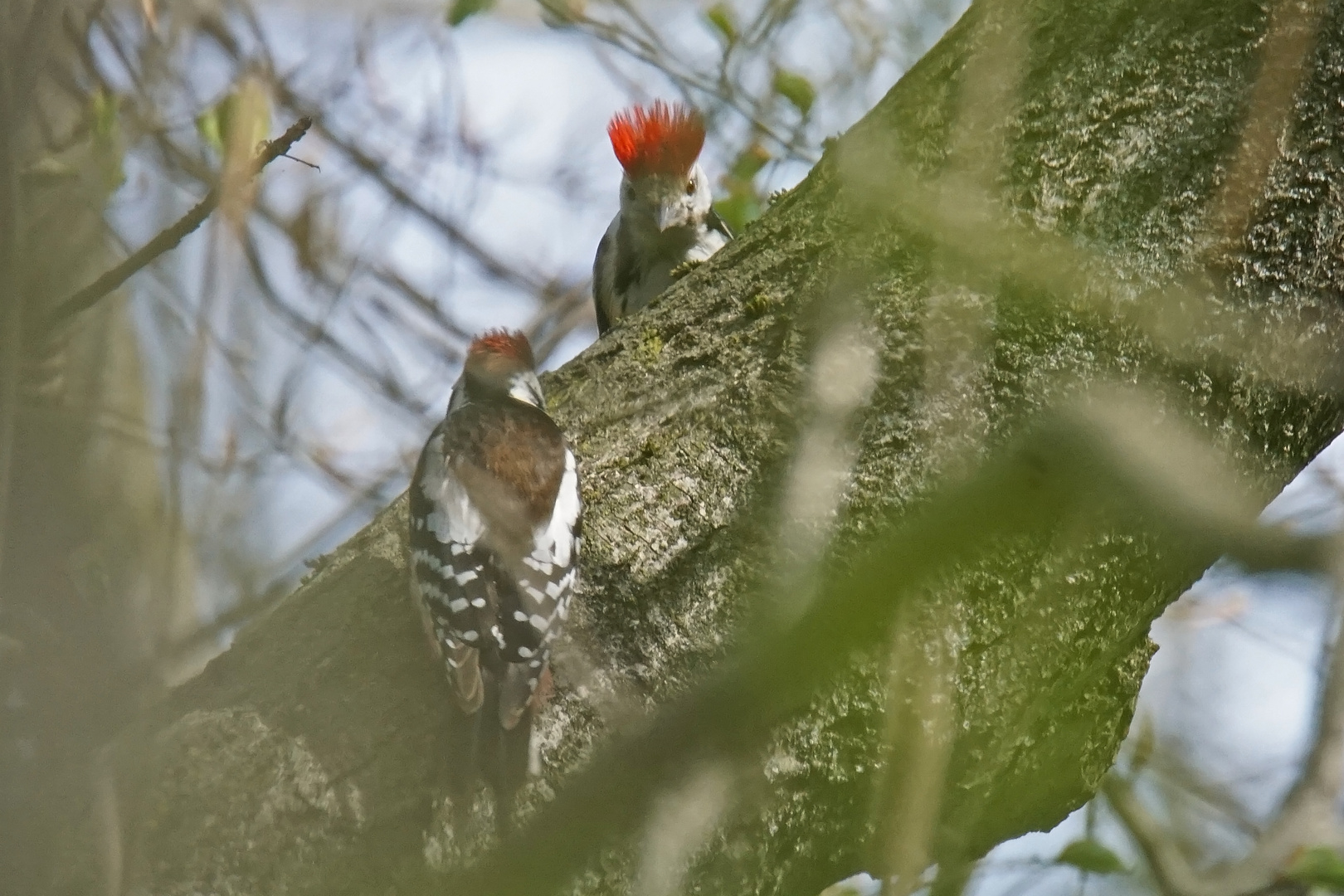 Mittelspechte (Leiopicus medius)