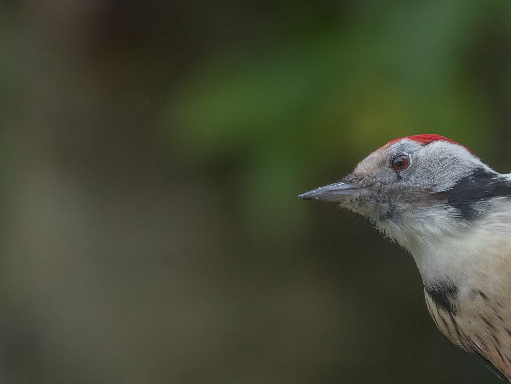 Mittelspecht_Portrait