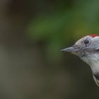 Mittelspecht_Portrait