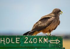 Mittelstreckenflieger