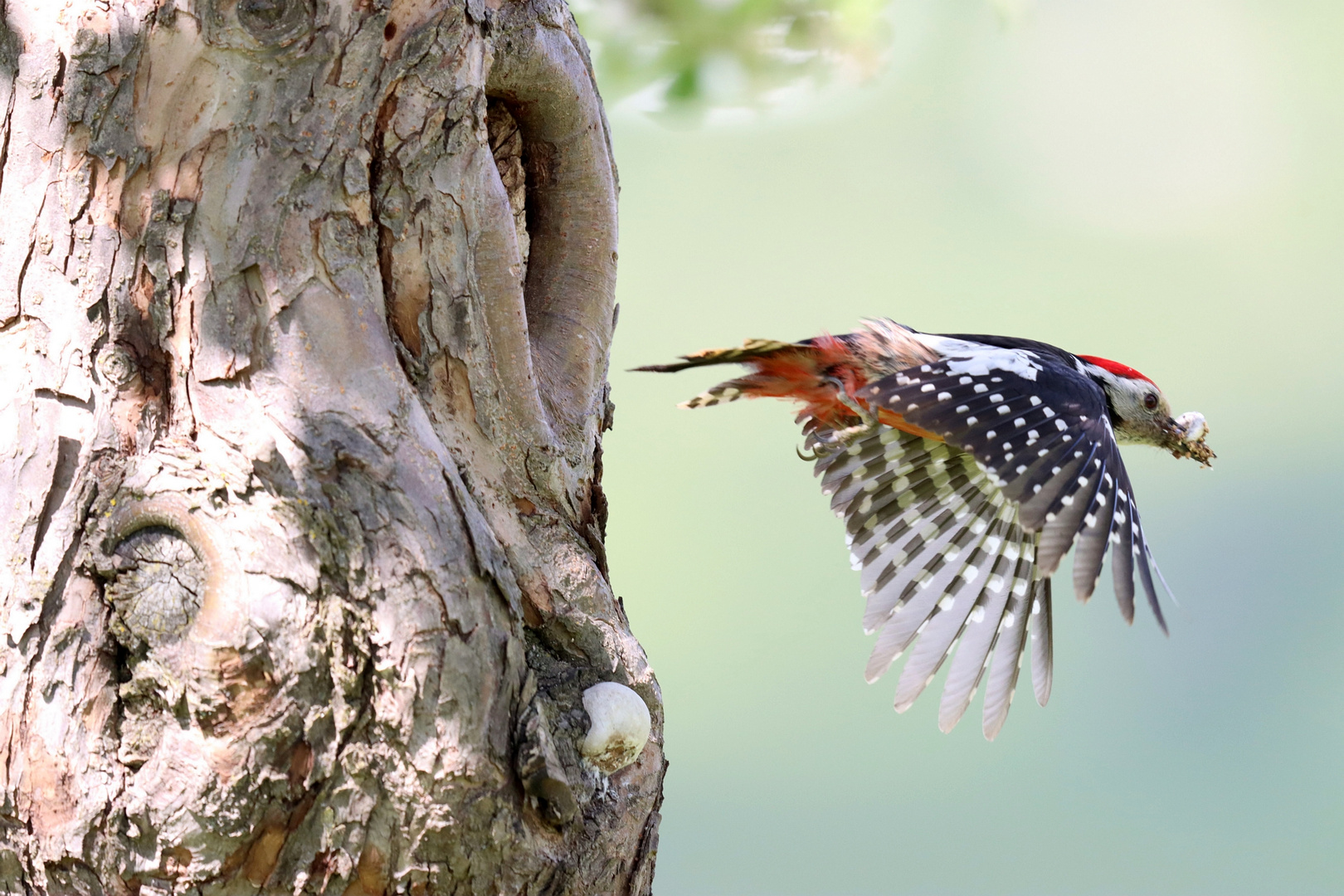 Mitteltspecht Abflug