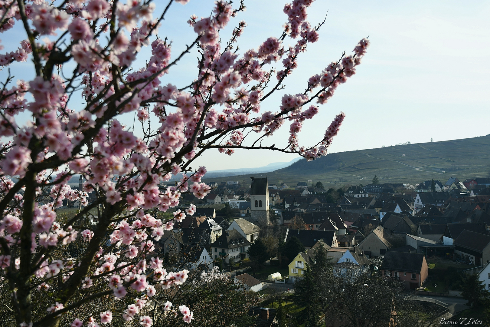 Mittelwihr et ses amandiers