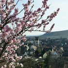 Mittelwihr et ses amandiers