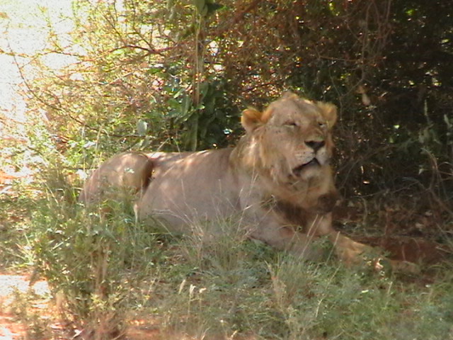 Mittem im Tsavo East Kenya 2010