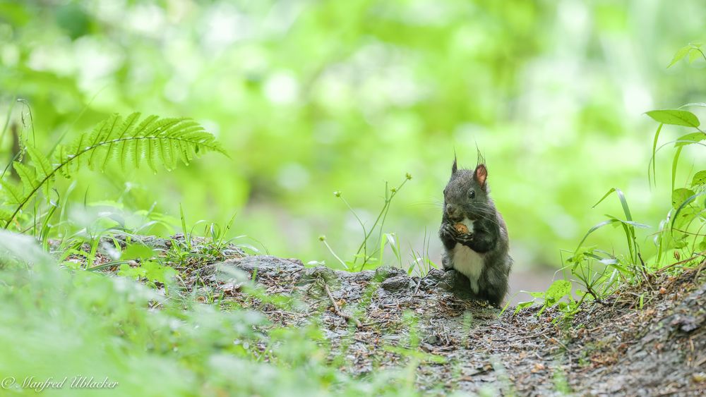 Mitten am Weg ...