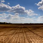 Mitten auf das Feld