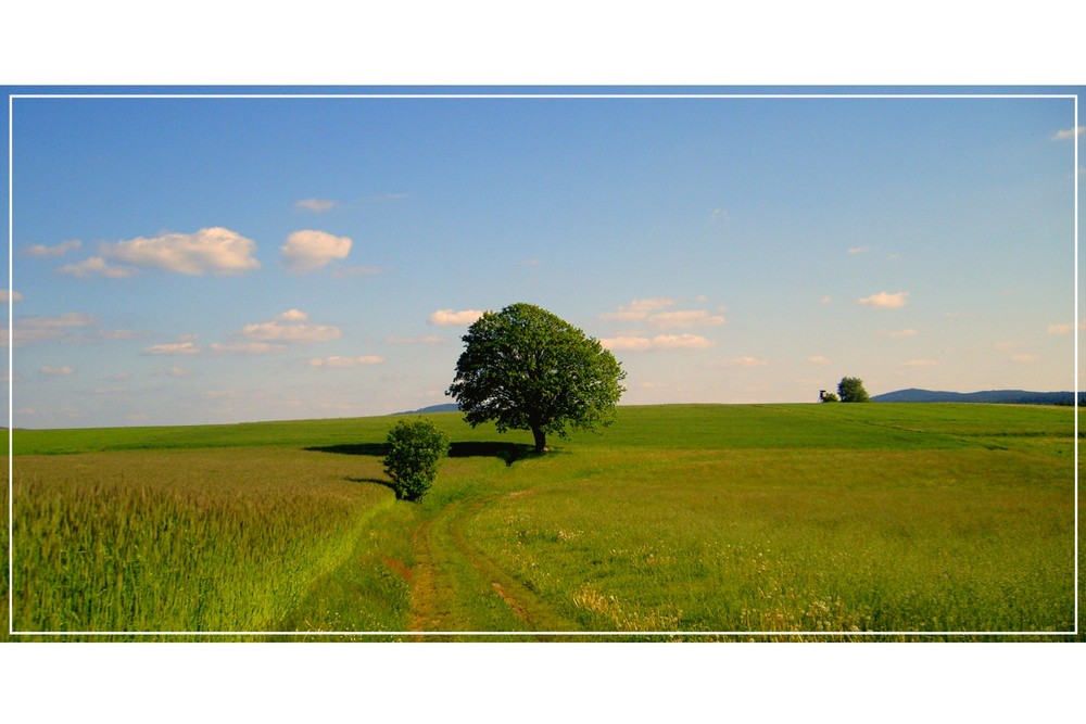 Mitten auf dem Feld...