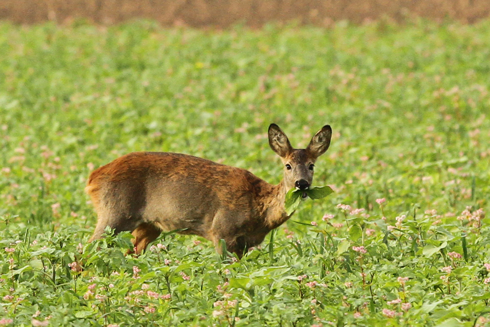 Mitten auf dem Feld.