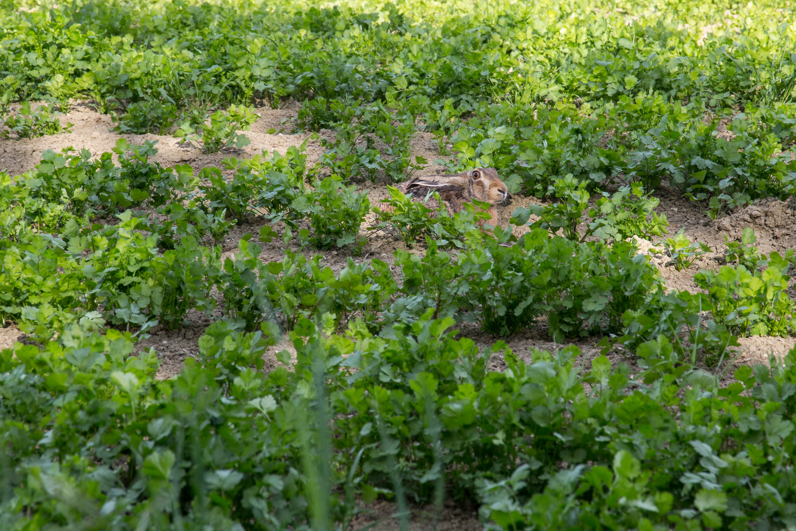 mitten auf dem Feld mit dem Koriander sass er...