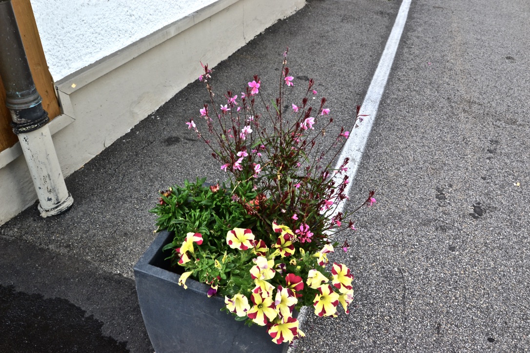 Mitten auf dem Fußweg in Bodenmais…